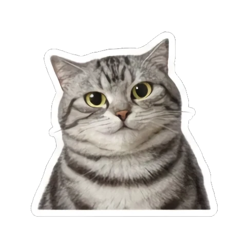 猫咪无奈扶额 Grumpy Tabby Daily sticker for expressive chats and social replies.