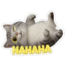 Gray tabby cat lying on back laughing with HAHAHA text Cheerful Gray Tabby Cat sticker for expressive chats and social replies.